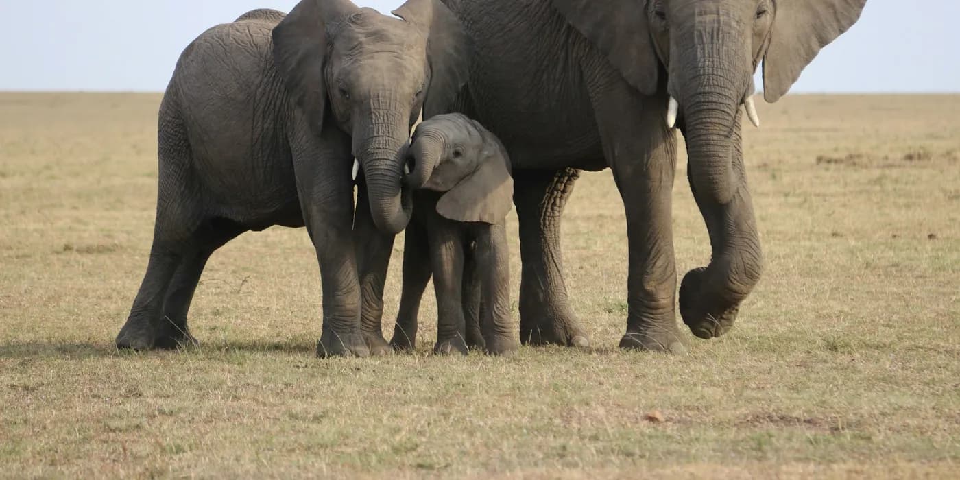 Three elephants of different sizes on the grass