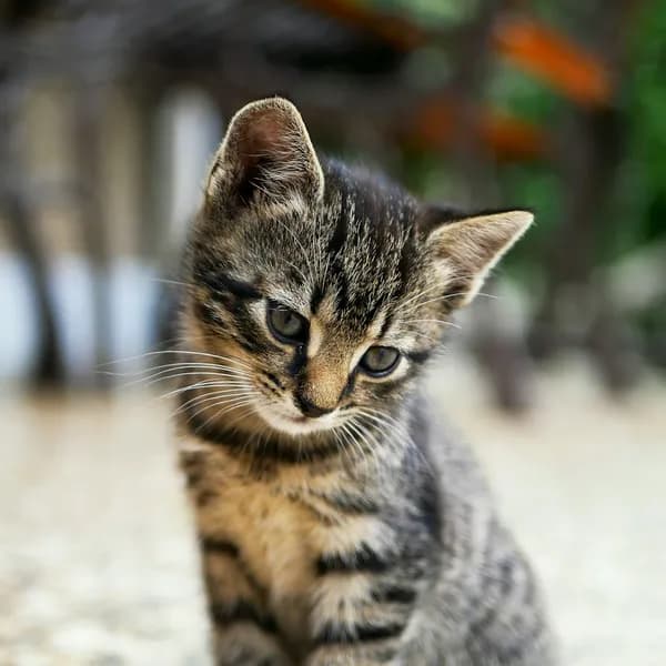 A small tabby kitten sitting on the floor