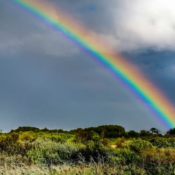 A rainbow over a green field